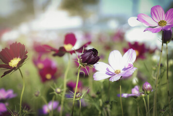 Wall Mural - Field of cosmos flower