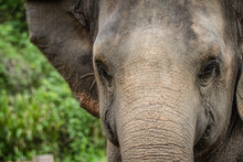 Close Up Asian Elephant