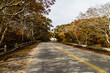 Tunnel of autumn trees on US Highway 6, going to Provincetown, Cape Cod, Massachusetts 