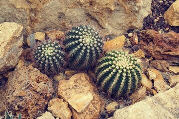 Poster - Desert plants, cactus, in hot house with rocky dry soil