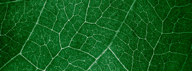 Fotomurales - Abstract organic texture of leaf. Nature wallpaper.
