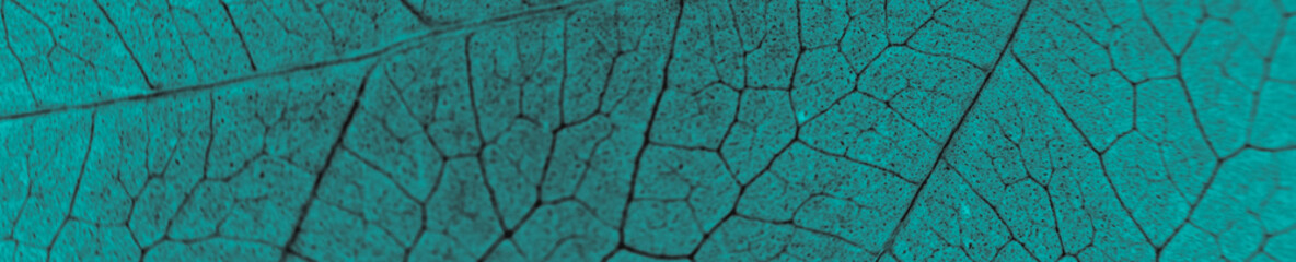 Fotomurales - Abstract organic texture of leaf. Nature wallpaper.