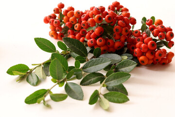 Orange pyracantha plant; pyracantha coccinea