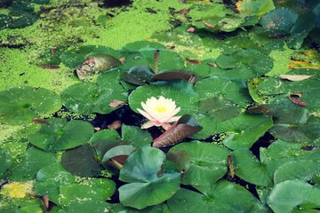 Poster - Close up on Lotus Flowers in bloom among the water lillies