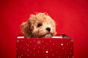 little cute puppy sits in a gift box on red background