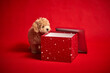 little puppy playing with a box of Christmas presents on a red background