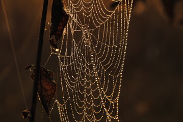 spider web with water drops