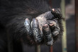 chimp hand hope for help and freedom