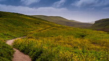 Spring At The McClures Trail In Point Reyes, Featuring The Ground Covered With Yellow Flowers