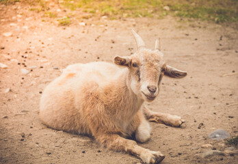 Canvas Print - Light tan goat kid with small horns relaxing in shade with engaging expressions