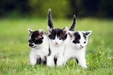 Fototapeta  - Trzy małe kotki stoją w parku