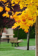 Wall Mural - Golden and red maple crones  in suburb park
