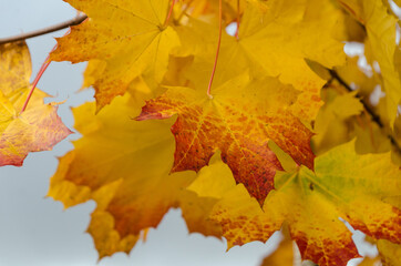 Cooper and golden colors in maple foliage in Redmond park