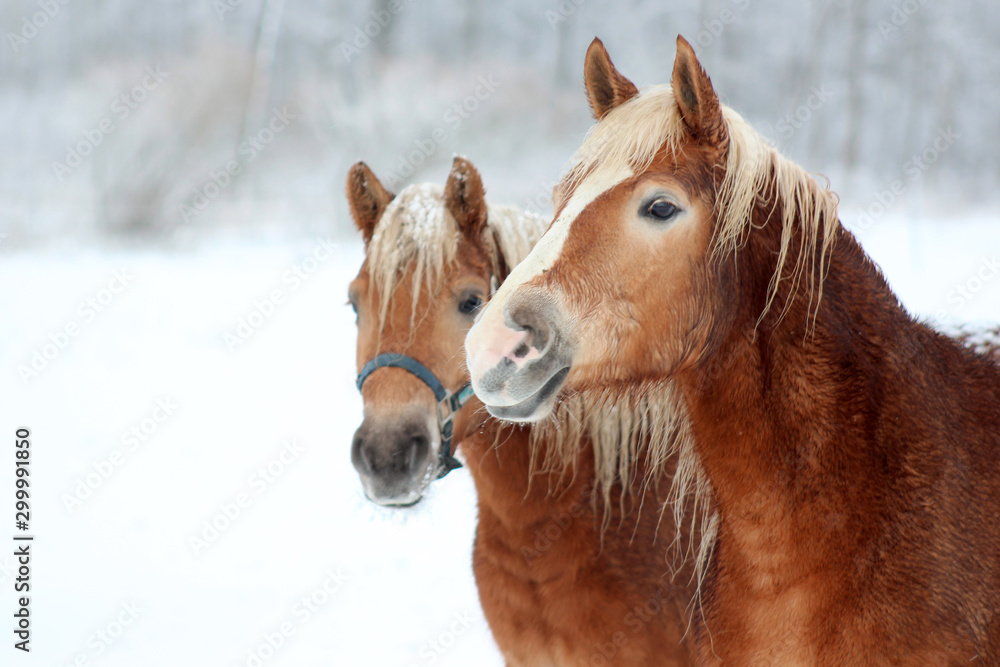 portrait of a horse in winter - obrazy, fototapety, plakaty 