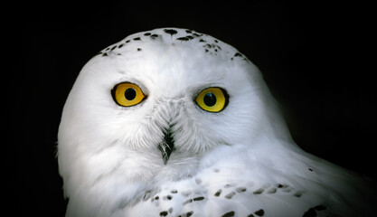 Wall Mural - Head of adult white snowy owl close up on a black background.