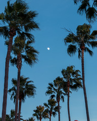 Wall Mural - Palm trees framing the moon