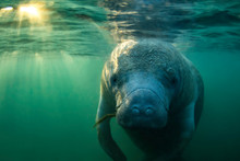 Curious West Indian Manatee Enjoying The Warm Spring Water During A Cold Snap In Crystal River, Florida (USA).