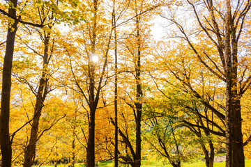 Wall Mural - Forest Trees with Sunlight Pouring through Tree Branches at Sunset in the Woods