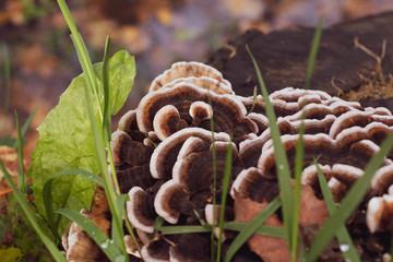 fungus on the stump in the autumn