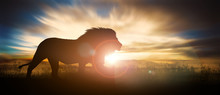 African Landscape At Sunset With Silhouette Of A Big Adult Lion