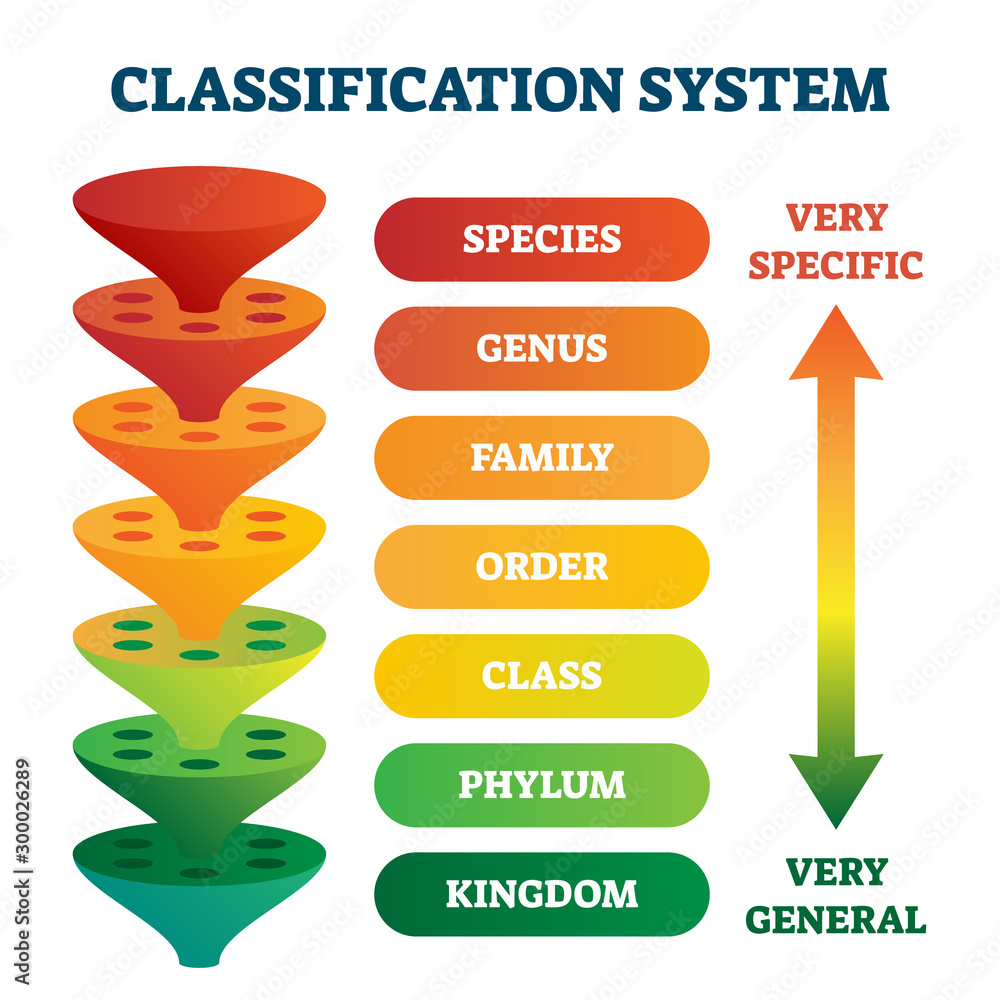 Classification Ranking Methods Classification system vector illustration. Labeled taxonomic rank ...