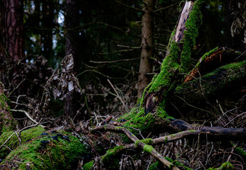 the circle of life, a fallen tree in the forrest is merging back into panlet earth 