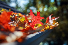 Colorful Fall Leaves In The Gutter On A Roof