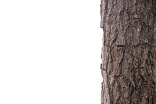 Bark Of A Tree