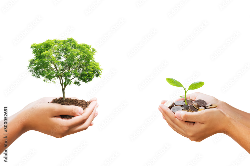 young tree growing on pile of money in hand isolate white background ...