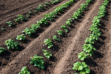 Rows of young potato plants on the field - selective focus