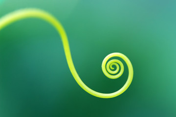 Macro of a plant spiral - selective focus