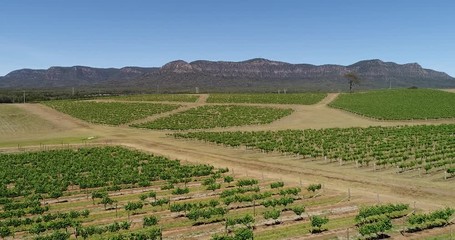 Wall Mural - Hill sides in Hunter Valley of Australia covered by cultivated vineyards on local farms around Pokolbin with Mountain Range.