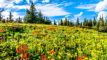 Hiking Through The Alpine Meadows Filled With Abundant Wildflowers. On Tod Mountain At The Alpine Village Of Sun Peaks In The Shuswap Highlands Of The Okanagen Region In British Columbia, Canada