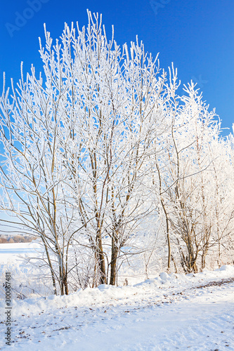 snowy winter landscape with forest