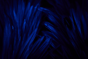 Wall Mural - Beautiful abstract colorful pink and white feathers on dark background and soft white blue feather texture on white pattern