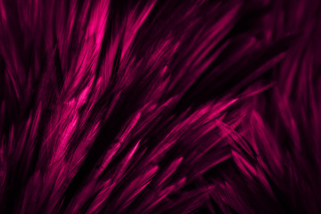 Beautiful abstract colorful red and pink feathers on dark background and soft white purple feather texture on white pattern