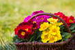 Blossoming primrose in a basket