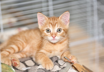  portrait of little cat 