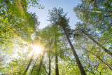 Beautiful sunrays shining through green treetops in the forest