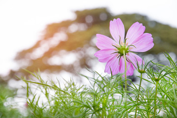 Wall Mural - cosmos flower in the garden
