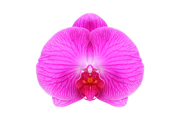 Wall Mural - close - up of orchid flower isolated on white background - clipping paths.