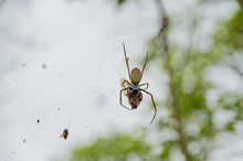 Golden Orb Weaver Spider Hanging In A Web Eating A Dead Cicada