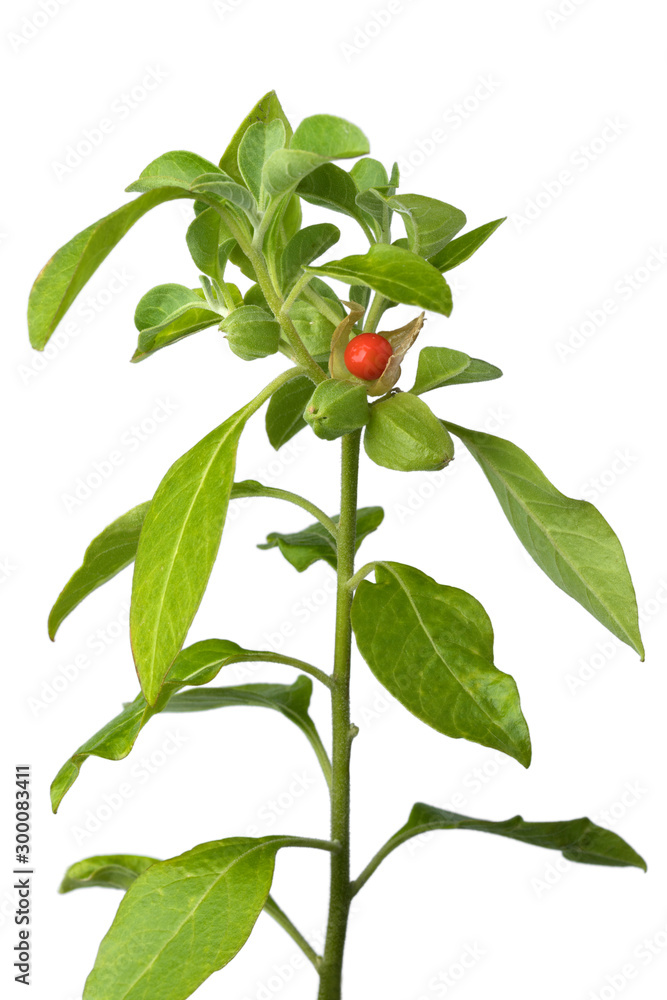 Ashwagandha plant with red berry - obrazy, fototapety, plakaty 