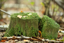 Old Foam Covered With Moss Growing In Autumn Park