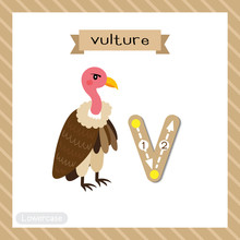 Letter V Lowercase Tracing. Vulture Bird
