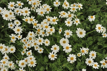 A lot of field daisies on a green background of grasses.