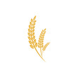 Agriculture wheat vector Illustration design template. elements of wheat grain, wheat ears, seed or rye, prosperity symbol	