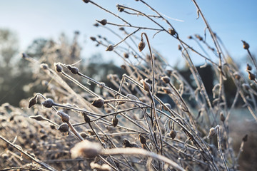 frosty plant 2