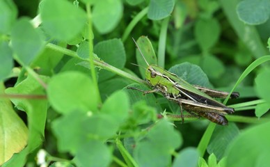 Wall Mural - Camouflage of green meadow grasshoppers in the grass