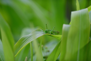 Wall Mural - Great green bush-cricket  crawling on green leaf macro photo